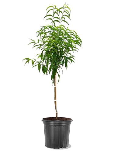 American Plant Exchange Early Elberta Peach Tree, 5 Gallon Pot, 3-4ft Tall, Large Outdoor Landscape Garden Plant, Live Fruiting Plant, Fast Growing