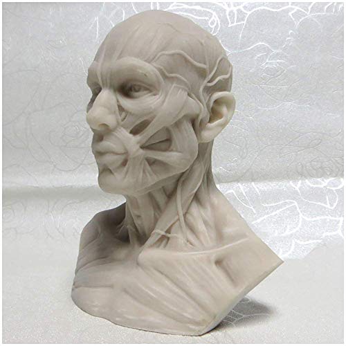 HYLH Modello educativo Modello Umano Artigianato