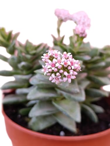 pianta vera Crassula Springtime succulenta ornamentale fiori rosa pianta grassa pendente fiorita