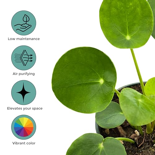 Pilea Peperomioides (Friendship Chinese Money Plant) [Winter Thermal Packaging Included] | Easy Care, Live Indoor House Plants, House Decor & Office Decor Live Plants in Nursery Pot, Pet-Friendly