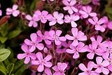 Soapwort Seeds for Planting (30 Seeds) - Saponaria officinalis