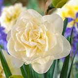 DUTCH BULBS EXCLUSIVE PLANTS FROM HOLLAND