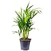 Produktbild Goldfruchtpalme - pflegeleichte Zimmerpflanze, Areca Dypsis Lutescens - Höhe ca. 55 cm, Topf-Ø 14 cm
