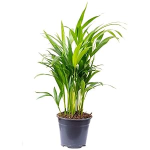 Goldfruchtpalme – echte Zimmerpflanze, Areca Dypsis Lutescens – Höhe ca. 55 cm, Topf-Ø 14 cm