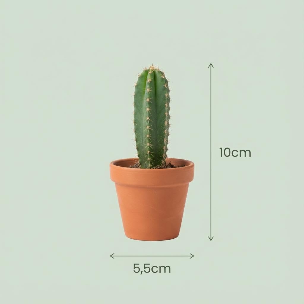 Set di Mini Cactus, Piante Grasse da Interno, Verdi, 12 Pezzi, Ø 5.5 cm