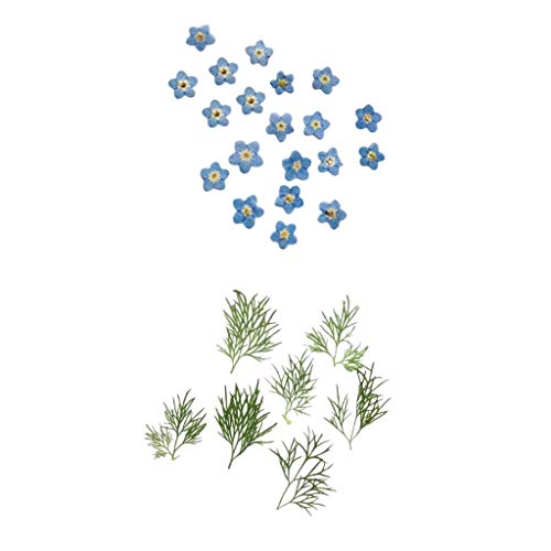 Generic s Secas Reais s 20x pa Decoração de Ctões tesanais s DIY