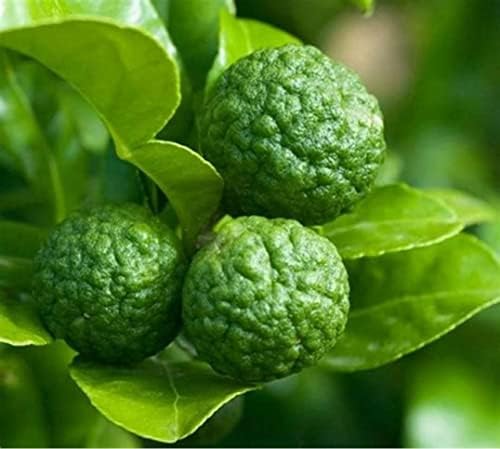 Plantooo 30+ Lime Fruit Tree Seeds - Non-GMO - Dwarf Lemon Bonsai Tree Seeds for Planting Outdoor/Indoor