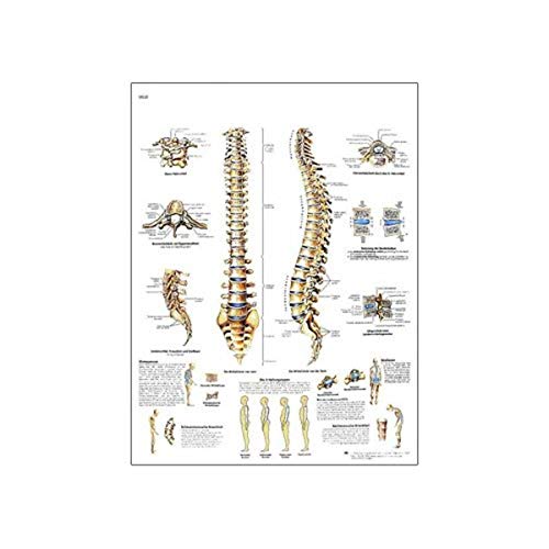 3B Scientific VR0152L Glossy UV Resistant Laminated Paper Die Menschliche Wirbelsaule Anatomie Und Pathologie Anatomical Chart (Spinal Column Anatomical Chart, German), Poster Size 20\" Width x 26\" Height