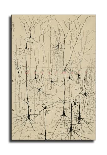 Vintage Neuron Drawing Santiago Ramon Y Cajal Wall Art