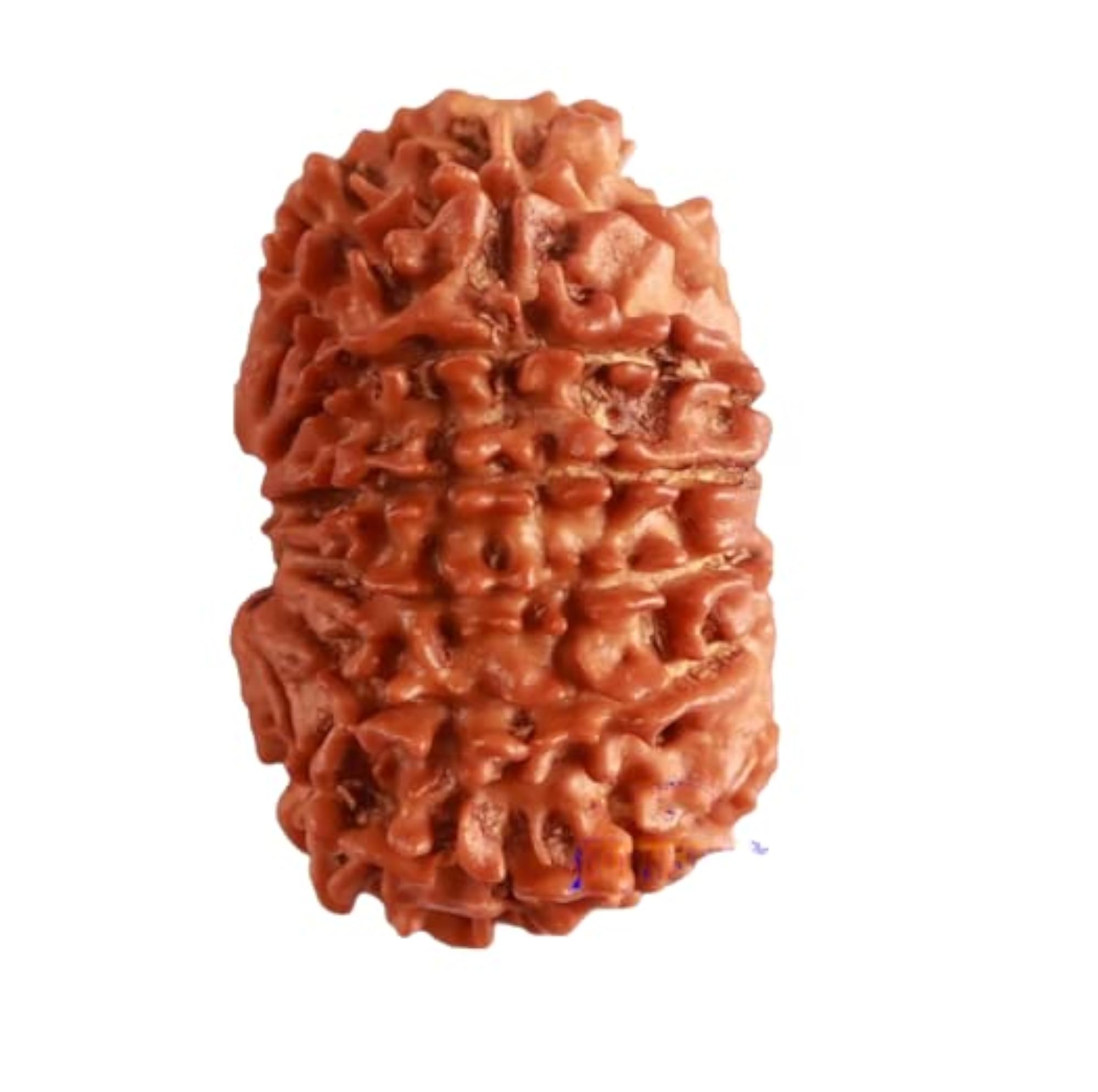 14 Mukhi Rudraksha Nepal Silver Pendant Bead