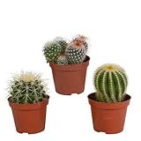 House Of Cactus