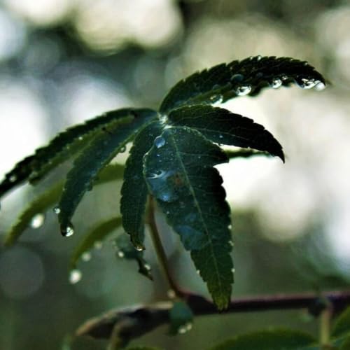 Let My Teaching Drop as Rain (Rabbi Sacks on Ha'azinu, Covenant & Conversation)