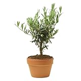 Mini Olivo |Maceta de Cerámica | DECOALIVE | Árbol Natural