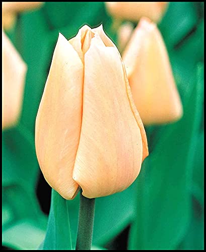 Bulbi di tulipano in VENDITA/issimi colori/Squisiti/Di 'aspetto/Balcone/Giardino/Cortile-Rosa/Adattabile-15 Lampadine,Giallo