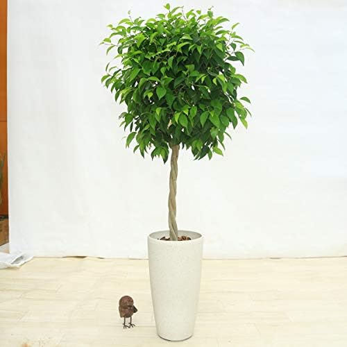 Amazon 観葉植物 フィカス ベンジャミン リッチ スパーキングホワイト くるみ 大型便配送 観葉植物 オンライン通販