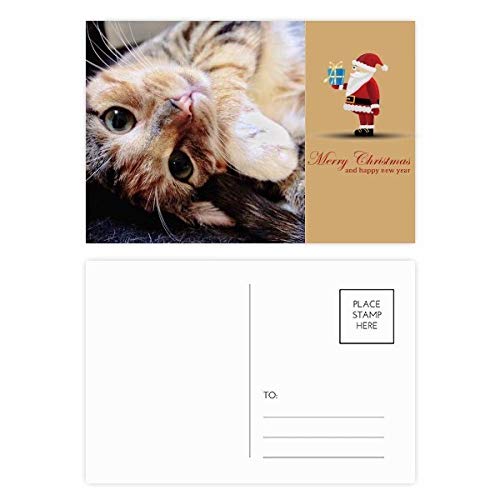 Cartes postales chat à envoyer ou encadrer pour décorer votre intérieur créatif