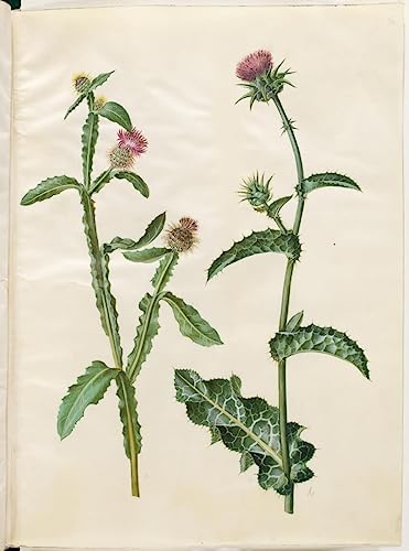 Centaurea Seridis de Hans Simon Holtzbecker lienzo moderno para renovar paredes de casa