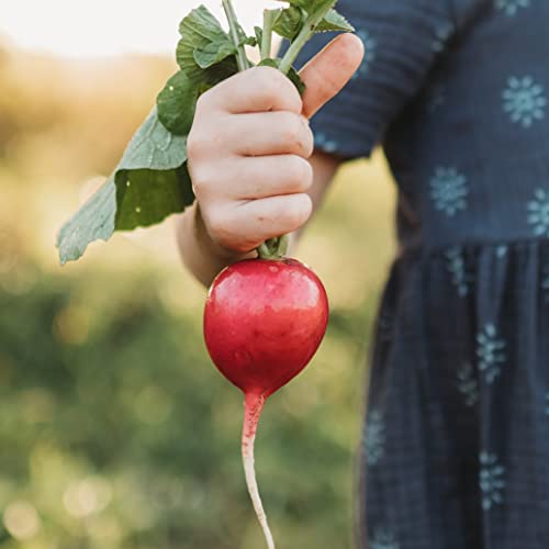 German Giant Pink Radish - 150 Seeds - Heirloom & Open-Pollinated Variety, Easy-to-Grow & Fast-Growing, Non-GMO Vegetable Seeds for Planting Indoors or Outdoors in The Home Garden, Thresh Seed Company