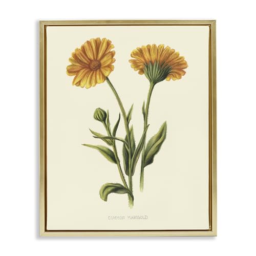 Stupell Industries 'Twin Marigold Blooms'�A�t���[�e�B���O�t���[���L�����o�X�A�[�g�A�S�[���h�A40.5 x 21�C���`�A�|���₷�����A�č����AConnie Resch��