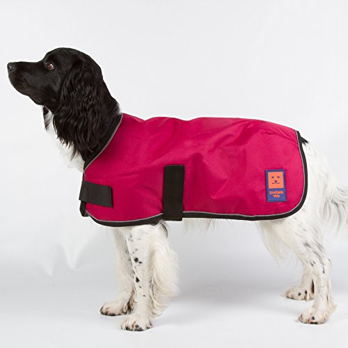 ginger ted dachshund coat