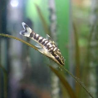 国内正規品 熱帯魚 オトシンネグロ ワイルド 30匹 北海道 九州 沖縄航空便要保温 沖縄別途送料 観賞魚 Pinellaspowerwashing Com 国内正規品 熱帯魚 オトシンネグロ ワイルド 30匹 北海道 九州 沖縄航空便要保温 沖縄別途送料 観賞魚 Pinellaspowerwashing Com