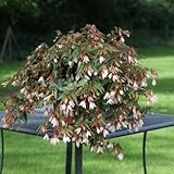 Begonia boliviensis Bossa Nova White Pure 100 Seeds