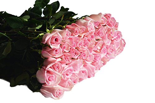 Blooms2Door PRIME NEXT DAY DELIVERY - WEDDING COLLECTION - 100 Pink Roses ( Long Stem - 50cm) - Wholesale Fresh Flowers I Gift for Birthday, Anniversary, Thank You, Mother’s Day Fresh Flowers. - Thumbnail 2