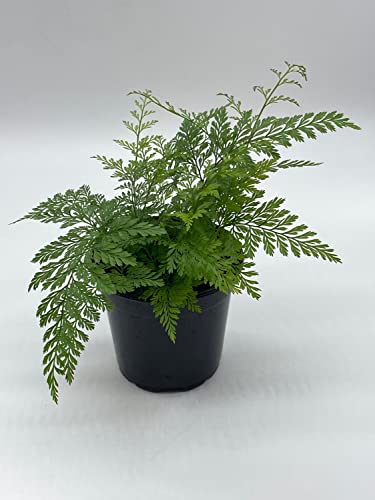 Rabbit's Foot Fern, Footed Rabbit 4 Inch Pot, Davallia Canariensis Fejeensis, Deer, Hare's Fern, Furry Roots #TOP4