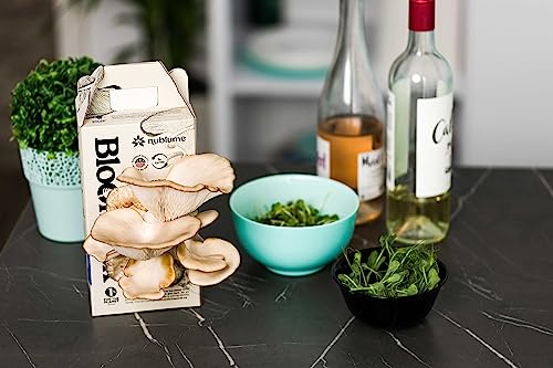 Organic Oyster Indoor Mushroom Grow Kit By Nublume | Harvest Fresh Gourmet Mushrooms At Home In 7 Days | Mushroom Growing Kits Great Gift For Kids & Adults | Gardeners & Vegans #TOP3