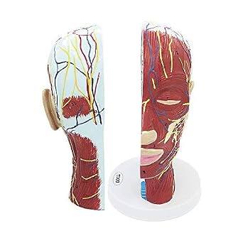 Teaching Models Half Head Superficial Neurovascular Model with Musculature, Life Size