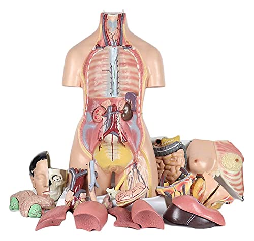 FFYUTING - FFYUTING Modèle d'étude modèle Anatomique du Torse Humain 85CM modèle de Torse bisexuel détachable 38 Parties modèle d'anatomie du Corps Humain