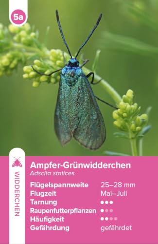Einheimische Schmetterlinge – das Quartett-Spiel: mit 32 Schmetterlingsarten – vue 6