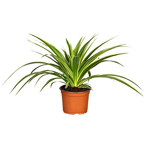 Florado - Flor de lirio verde (12 cm)