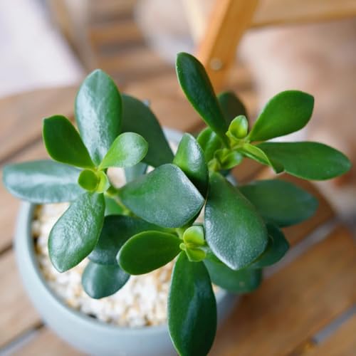 semi dei soldi, giardino roccioso resistenti da giardino di tappezzante rare resistenti all'esterno 100pcs