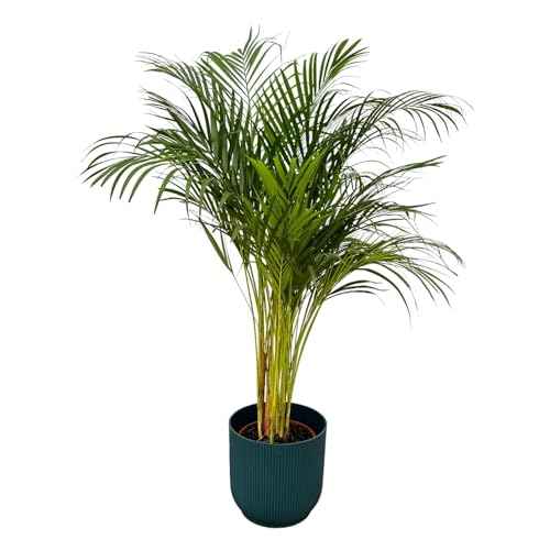 Palmo Areca – 85 cm – Ø19 cm con elho Vibes Fold Round blu, D22 x 20 cm
