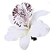 Erioctry 12Pcs Orchid Flower Hair Clips Multicolor Hawaiian Beach Flower Hair Pins Butterfly Orchid Alligator Slide Clips Wedding Party Bridal Hairclips Hair Accessories for Women Girls