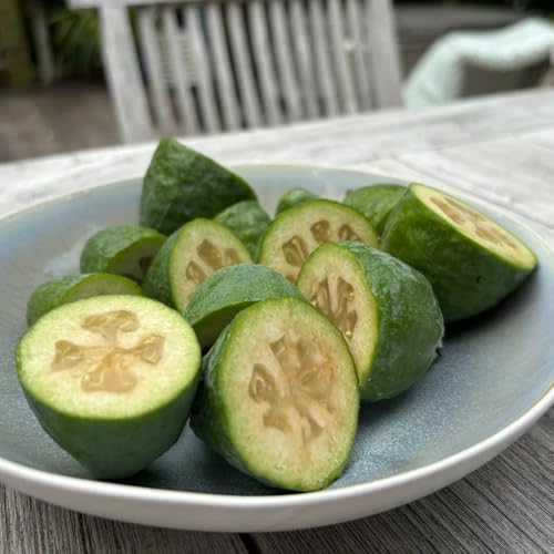 Semi di feijoa - regali per gli amanti del giardino Acca sellowiana - da giardino roccioso arbusti fioriti resistenti da frutto frutto colonnare 20pcs