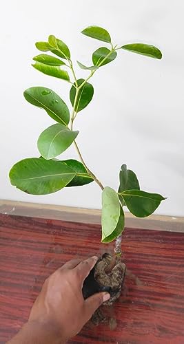 Image of Golden Bloom Thai Grafted White Jamun PLant & Tree (plant Height 1.5-2 FT) Next Year Get Fruits