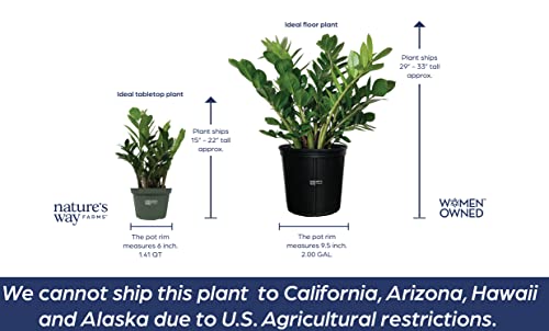 Nature’s Way Farms Zz Live Plant (15-25In. Tall) In Grower Pot #TOP2