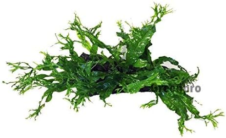 Microsorum Pteropus"Windelov" Java Fern Lace Live Aquarium Plant on Driftwood for Freshwater Aquatic Fish Tank by greenpro