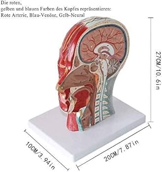 Amazon.co.jp: 人体模型 実験室解剖学的医学教育教育援助のため
