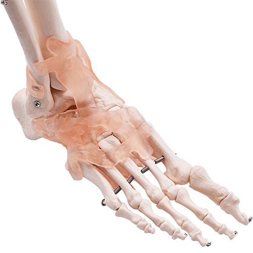 EustomA Human Foot Ankle Joint Model with Ligament Medical Science Life Size