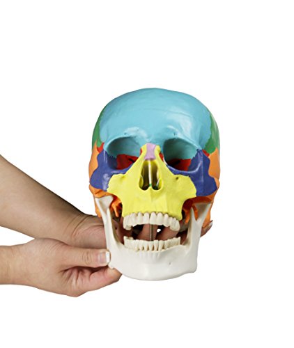 Image of Walter Products B10218 22 Colored Human Skull Model, Life Size