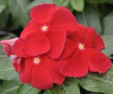 Vinca Red Flower 50 Seeds pack (2 Seeds Packets for Garden Lovers)
