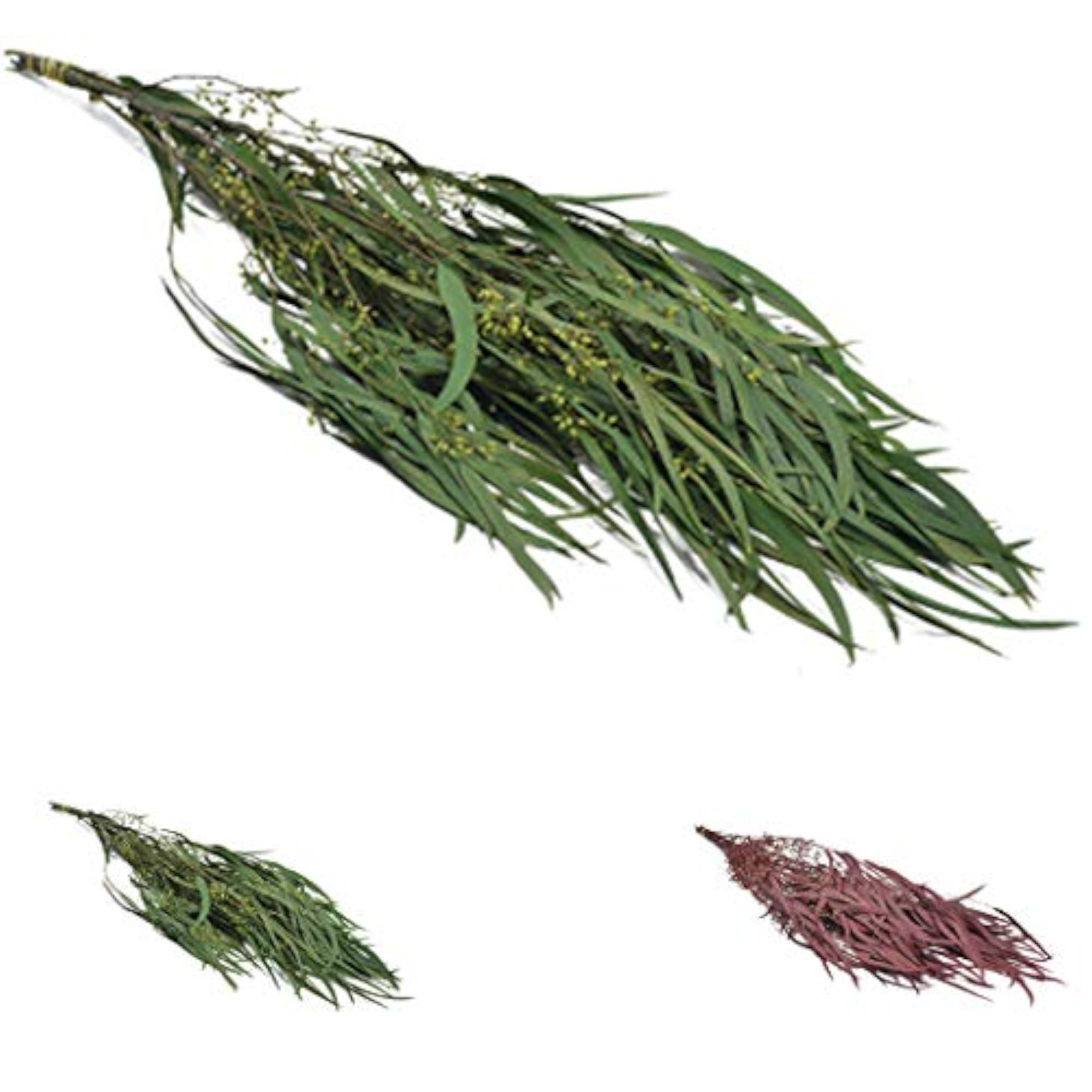Dried Eucalyptus Preserved Flower Craft Supplies