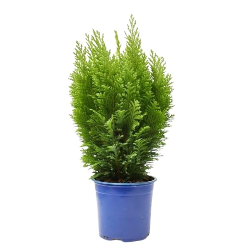 Thuja del Canadá Conífera Perenne para Crear Paisajes Naturales