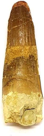 Spinosaurus aegypticus (Dinosaur Tooth 5-6cm) Dinosaur Mineral Fossils Stone Healing Crystals DI08-30 Geofossiles