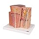 3B Scientific Menschliche Anatomie - MICROanatomy™ Niere + kostenlose Anatomie App - 3B Smart Anatomy
