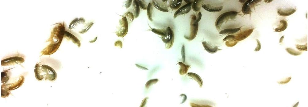 FloridaPets Live Amphipods Aquarium Fish Food Over 100 Pods