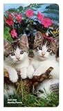 Kitten Cuddles | 2026-2027 3.5 x 6.5 Inch Two Year Monthly Pocket Planner Calendar | BrownTrout | Animals Cute Cat Feline